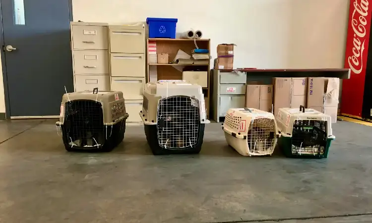 حمل حیوان خانگی با هواپیمایی